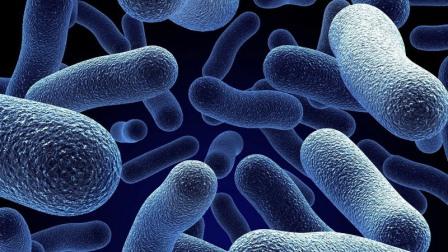 Бактерия микроорганизм.jpg