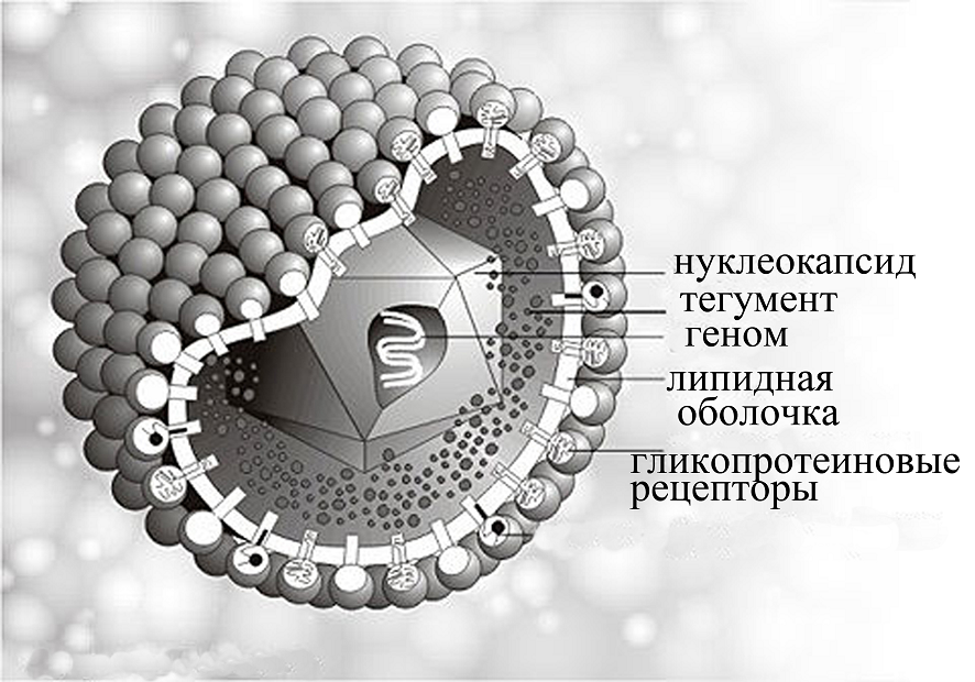 Схематическое строение вируса простого герпеса